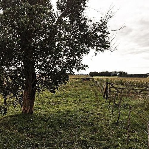 Imagen 12 de 15 de Campo - Balcarce
