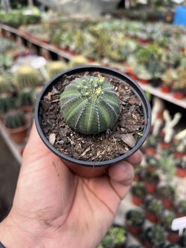 Combo Euphorbias Coleccion