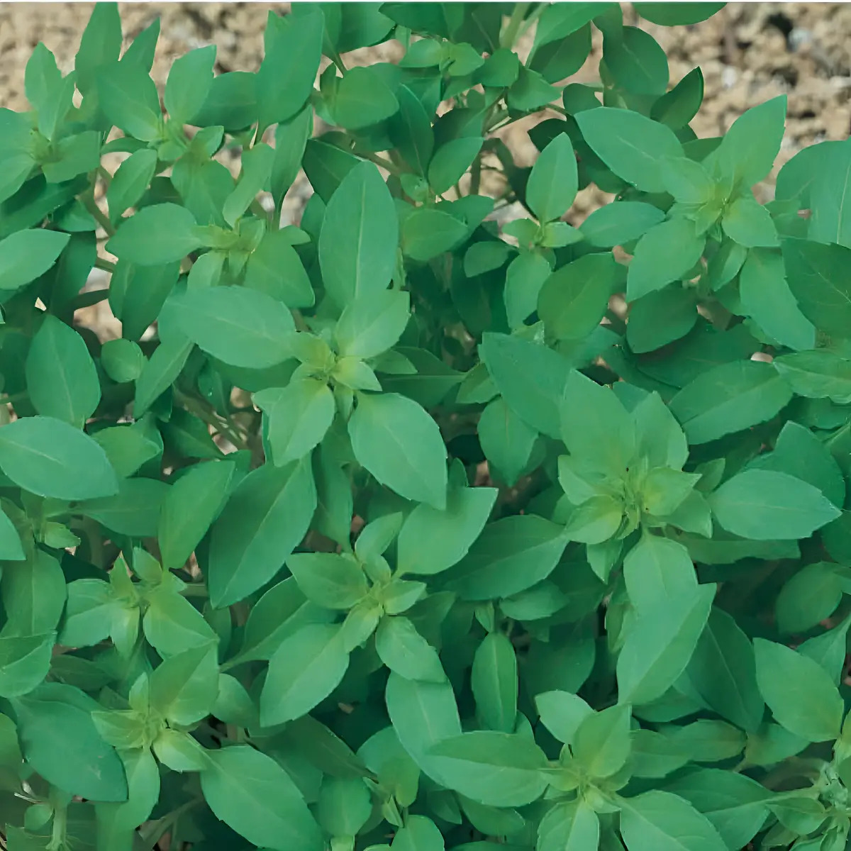 Sementes Manjericão Basil Basilicão (folha Fina) Topseed