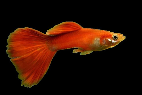 Pez Guppy Naranjo Macho
