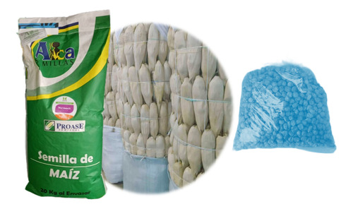 Semilla De Maiz Hojero Hoja Para Tamal Temporal Y Riego 1kg