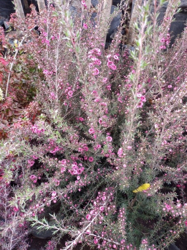 Imagen 7 de 7 de Leptospermo, Leptospermum, Leptospermum Scoparium 4lts