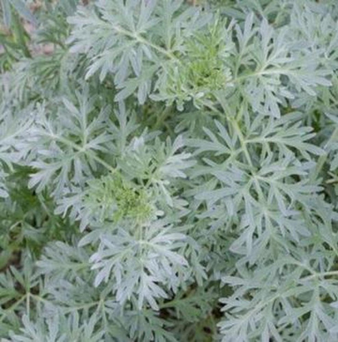 Semillas De Ajenjo Absintio Absenta, Artemisia Absinthium,