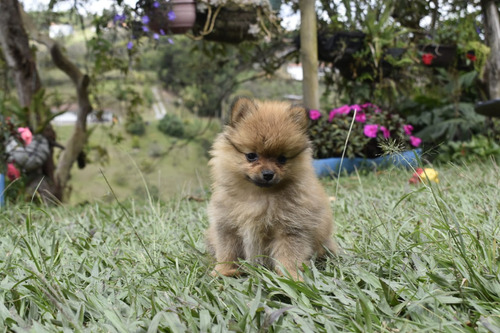 Cachorro Pomeranian Caramelo Animal Pets Colombia 