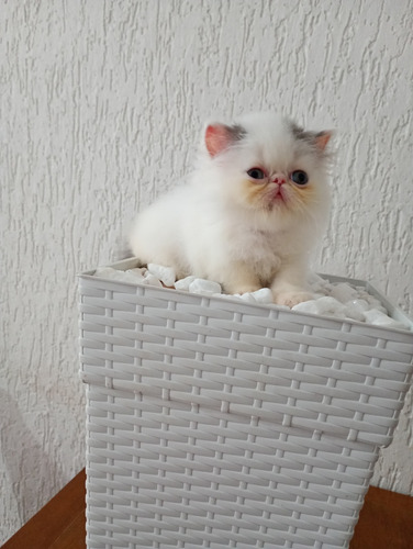 Gatinho Persa Branco E Cinza