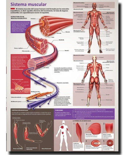 Poster Sistema Muscular Consultorio Medico Hd 70 X 50 Cm