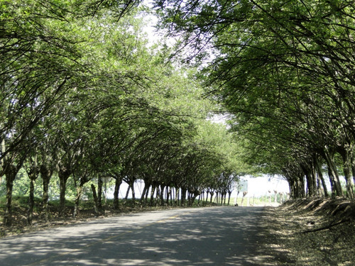 400 Semillas De Árbol Matarratón 