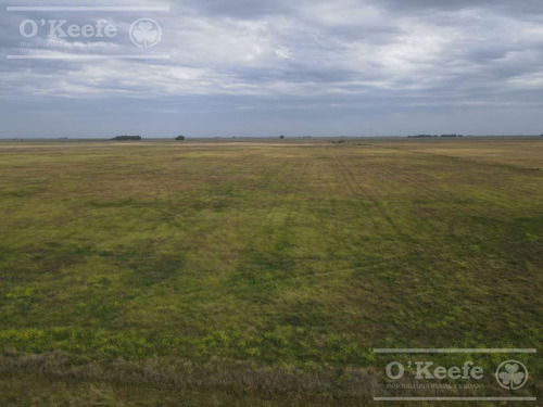 Imagen 14 de 20 de Campo De 155 Has En Venta En Benito Juarez - 100 % Agrícola