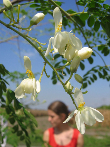 Tintura Madre Moringa Orgánica 100 Ml Plantasi