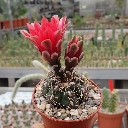 Semillas Cactus - Gymnocalycium Baldianum