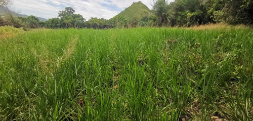 Imagen 24 de 30 de Se Vende Finca Barata Para Ganadería, Agricultura, Piscicultura, Porcicultura, Turismo, Vacacional Para Un Descanso Total Con Mucha Seguridad Y Sin Grupos Al Margen De La Ley. Tierras Productivas