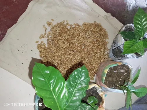 Semillas De Café Caturra