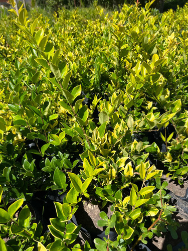 Planta Cerco Vivo Oleo Texano Aurea
