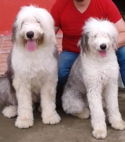 Viejo Pastor Ingles Cachorros