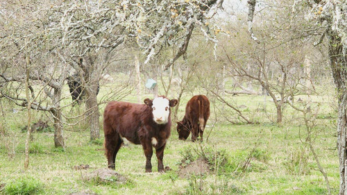 Imagen 2 de 12 de Campo En Venta, Costa Uruguay Sur 0