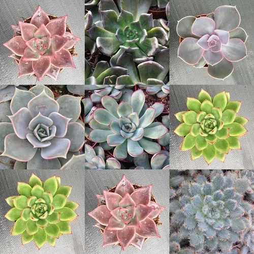 comprar Suculenta 10 Sementes Echeveria Mix Rosa De Pedra P\u002F Mudas