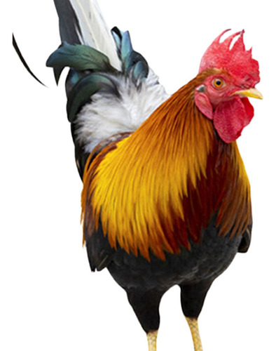 3 Statue Garden Stake Animal Sculpture For 25x10.8x0.1cm