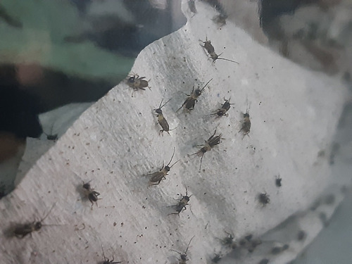 Imagem 4 de 5 de Grilos Pretos Vivos 300un De Até 1cm Ninfas (assimilis)