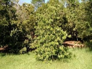 Imagem 5 de 23 de Chácara À Venda Em Chácara Primavera - Ch115716