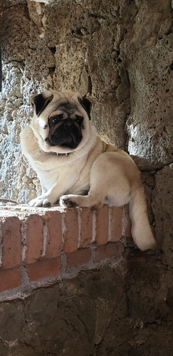 Semental Pug