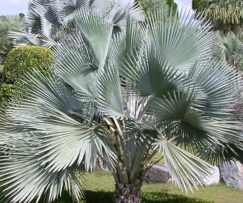 Palmera Bismarckia Nobilis E65