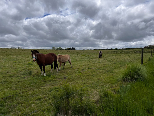 Venta Campo Empalme Olmos