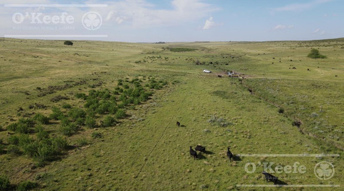 Imagen 12 de 29 de Campo Ganadero De 4300 Has - Sobre Ruta - Potencial Parque Eolico - Bahia Blanca