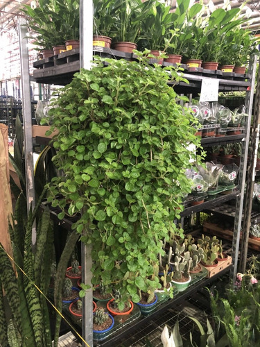 1 Planta Dinheiro Em Penca Pilea Nummularifolia Holambra Lar | MercadoLivre