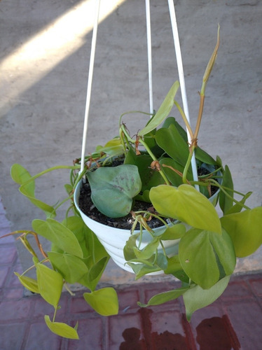 Imagen 10 de 10 de Planta Potos Purificadora Del Aire