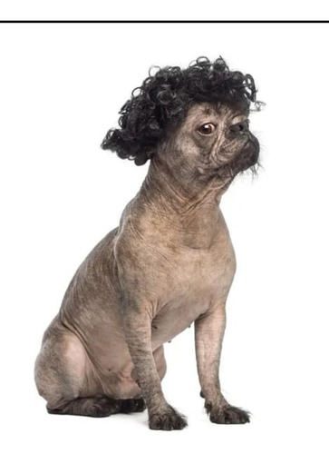 Imagen 1 de 2 de Peluquería Canina A Domicilio