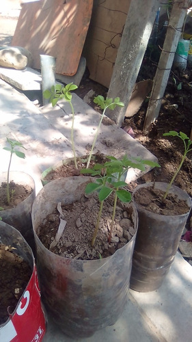 Semillas Y Árbol De Moringa( Planta De La Vida)