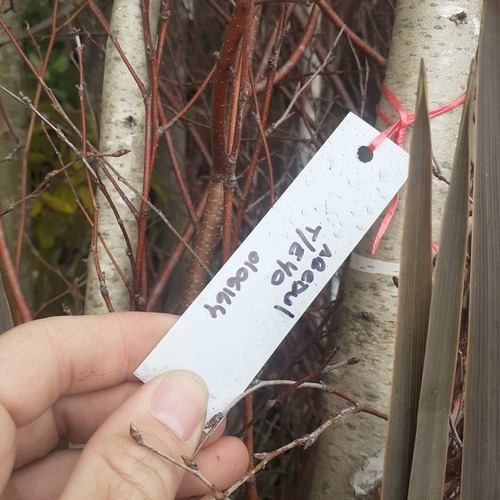 Imagen 3 de 5 de Abedul, Abedules Betula Pendula Roth, 2.5mts T14/16cm