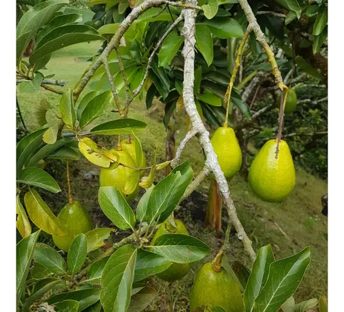 Vendo Finca Por El Trebol 7,5 Has (11,5 Cuadras) Chinchina