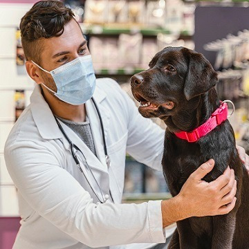 Imagem 1 de 5 de Curso De Auxiliar De Veterinário