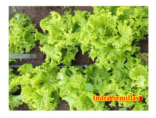 200 Semillas Lechuga Crespa Tbr Linea Profesional