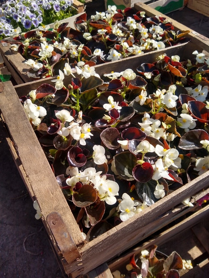 Plantas De Begonia Flor De Azucar Doble | MercadoLibre ?