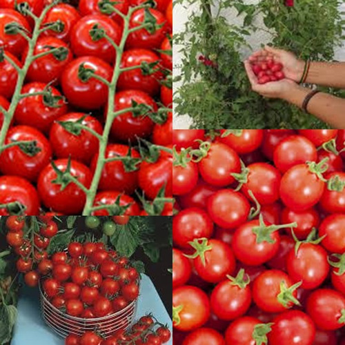 400 Sementes Tomate Cereja Samambaia + Brinde