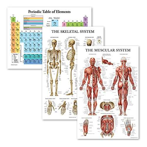 3 Pack - Periodic Table Of The Elements Poster [white] ...