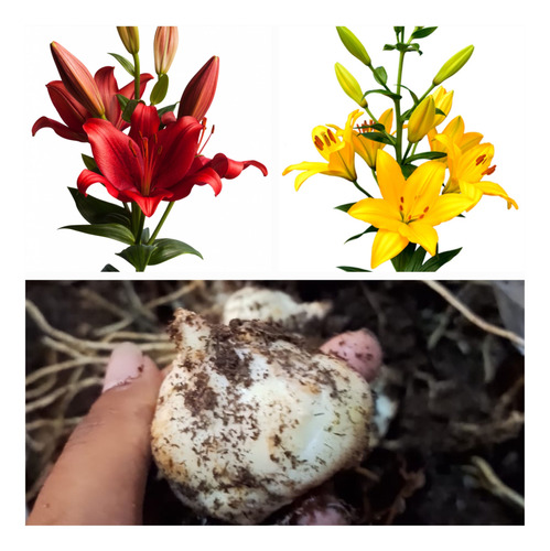 Bulbos De Lilium Importados Desde Holanda Pack 36 Unidades 