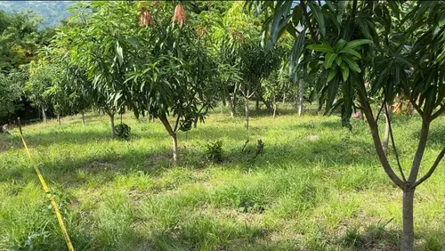 Vendo O Permuto Lote De 1300 M2 Vereda La Virginia - Mesitas Del Colegio (cundinamarca) Que Cuenta Con Escritura Pública Independiente. Libre De Demandas, Al Día De Impuestos, Entrega Inmediata.