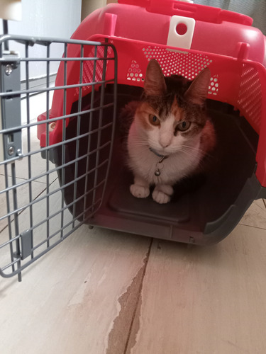 Canil Para Gatos ,jaula Transportadora Marca Catit 1 Uso