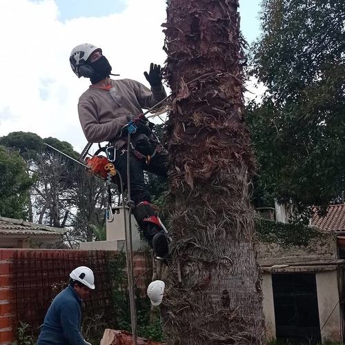 Imagen 4 de 10 de Poda De Arboles, Palmeras, Extracciones De Raiz