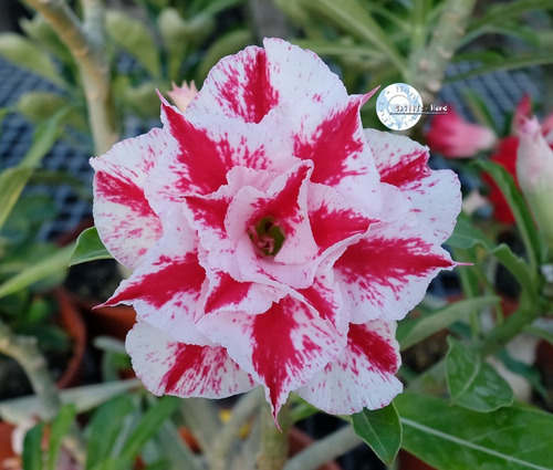 60 Sementes Rosas Do Deserto E Raras P Mudas Frete Gratis