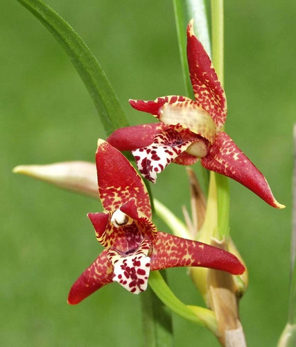 Venta De Orquídeas, Maxilaria Teneufolia (orquídea Coco) | Meses sin  intereses