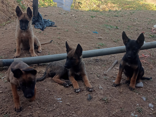 Pastor Belga Malinois Esperando Su Nuevo Hogar.