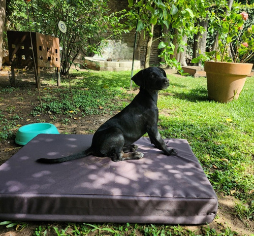 Imagen 5 de 7 de Cama Colchoneta Para Perros Lola Pets Antidesgarro 100x70 Cm