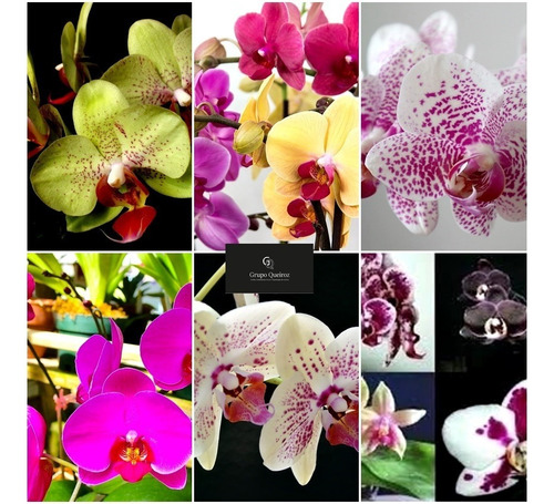 Kit 10 Orquídeas Phalaenopsis Pre Adultas Variadas | Parcelamento sem juros
