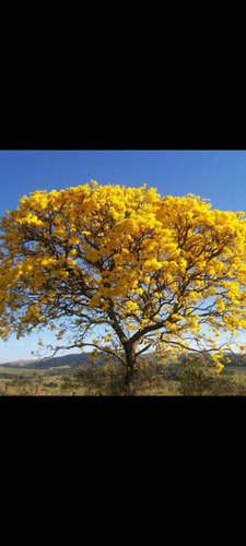 Plantines De Lapacho Amarillo Por 5 Unidades