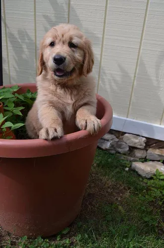 Golden Retriever Premium De Selección - Criados Con Amor