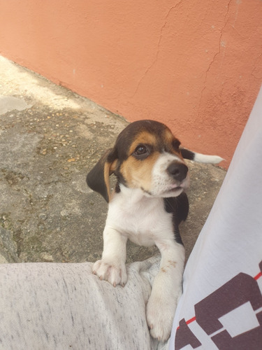 Filhotes De Beagle